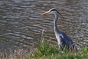 Blauwe-reiger-20220323g14401A1A9449a-Colijnsplaat~0.jpg