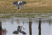 Filename=Blauwe-reiger-20230317g14401A1A9845acrfb-Pannenhoef.jpg
Filesize=725KiB
Dimensions=1280x960
Date added=Aug 24, 2023 Blauwe-reiger-20230317g14401A1A9845acrfb-Pannenhoef.jpg