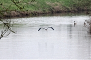 Blauwe-reiger-20230408g14401A1A0168acrfb-Meer-mark.jpg