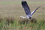 Filename=Blauwe-reiger-20230808g14401A1A3453acrfb-Matjens.jpg
Filesize=757KiB
Dimensions=1280x960
Date added=Aug 24, 2023 Blauwe-reiger-20230808g14401A1A3453acrfb-Matjens.jpg
