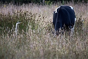 Filename=Blauwe-reiger-20240701g14401A1A1714atcrfb-Pannenhoef.jpg
Filesize=864KiB
Dimensions=1280x960
Date added=Jul 11, 2024 Blauwe-reiger-20240701g14401A1A1714atcrfb-Pannenhoef.jpg