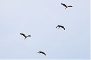 Filename=Blauwe-reiger-20240711g14401A1A2573atcrfb-Oude-Buisse-Heide.jpg
Filesize=364KiB
Dimensions=1280x960
Date added=Aug 02, 2024 Blauwe-reiger-20240711g14401A1A2573atcrfb-Oude-Buisse-Heide.jpg