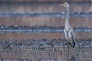 Blauwe-reiger-20250324g14401A1A4262atcrfb-De-Matjens.jpg
