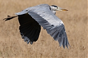 Blauwe-reiger-20250924g14401A1A3233acrfb-Rondgors.jpg
