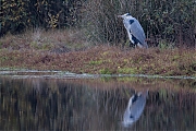 Blauwe-reiger-20251108g14401A1A4614avcrfb-Rondgors-Vrunten.jpg