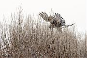 Filename=Blauwe_kiekendief_20190118g1440cYSXX4048.jpg
Filesize=782KiB
Dimensions=1280x960
Date added=Jan 31, 2019 Blauwe_kiekendief_20190118g1440cYSXX4048.jpg
