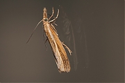 Blauwooggrasmot_Agriphila_straminella-20120819g800IMG_1897a.jpg