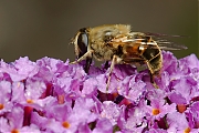 Blinde-bij-Eristalis-tenax-20130803g800IMG_8526a.jpg