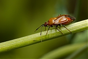 Blindwants-Deraeocoris-ruber-20130810g800IMG_8992b.jpg