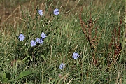 Bloem-20250830g14401A1A2541avcrfb-Bleke-Heide.jpg