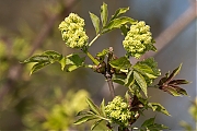 Filename=Bloesem-20190410g12807X1A7297a~0.jpg
Filesize=750KiB
Dimensions=1280x960
Date added=Apr 13, 2019 Bloesem-20190410g12807X1A7297a~0.jpg