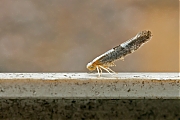 Filename=Bloesempedaalmot-Argyresthia-spinosella-20150626g1280IMG_0426b.jpg
Filesize=718KiB
Dimensions=1280x960
Date added=Jun 27, 2015 Bloesempedaalmot-Argyresthia-spinosella-20150626g1280IMG_0426b.jpg