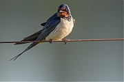 Filename=Boerenzwaluw-20180507g1280YSXX2342a.jpg
Filesize=540KiB
Dimensions=1280x960
Date added=Jun 25, 2018 Boerenzwaluw-20180507g1280YSXX2342a.jpg