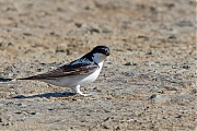 Filename=Boerenzwaluw-20190514g1280YSXX4866a.jpg
Filesize=752KiB
Dimensions=1280x960
Date added=May 18, 2019 Boerenzwaluw-20190514g1280YSXX4866a.jpg