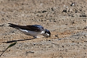 Filename=Boerenzwaluw-20190514g1280YSXX4878a.jpg
Filesize=873KiB
Dimensions=1280x960
Date added=May 18, 2019 Boerenzwaluw-20190514g1280YSXX4878a.jpg