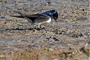 Filename=Boerenzwaluw-20190514g1280YSXX4911a.jpg
Filesize=874KiB
Dimensions=1280x960
Date added=May 18, 2019 Boerenzwaluw-20190514g1280YSXX4911a.jpg