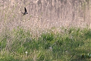 Filename=Boerenzwaluw-20210429g14401A1A5251acrfb.jpg
Filesize=1001KiB
Dimensions=1280x960
Date added=May 01, 2021 Boerenzwaluw-20210429g14401A1A5251acrfb.jpg