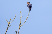 Boerenzwaluw-20260601g14401A1A4156avcrfb-Meerseldreef.jpg