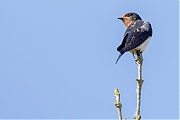 Boerenzwaluw-20260601g14401A1A4171avcrfb-Meerseldreef.jpg