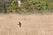 Boerenzwaluw-20260824g14401A1A6610avghcf-Maatjes.jpg