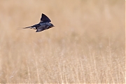 Boerenzwaluw-20260824g14401A1A6617avghcf-Maatjes.jpg