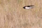 Boerenzwaluw-20260824g14401A1A6629avghcf-Maatjes.jpg