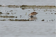 Bonte-strandloper-20120517g800IMG_5186a.jpg