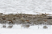 Filename=Bonte-strandloper-20140503g8007X1A1644a.jpg
Filesize=321KiB
Dimensions=800x600
Date added=May 04, 2014 Bonte-strandloper-20140503g8007X1A1644a.jpg