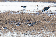 Filename=Bonte-strandloper-20171117g1280YSXX9930a.jpg
Filesize=960KiB
Dimensions=1280x960
Date added=Nov 18, 2017 Bonte-strandloper-20171117g1280YSXX9930a.jpg