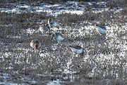 Filename=Bonte-strandloper-20171117g1280YSXX9936a.jpg
Filesize=964KiB
Dimensions=1280x960
Date added=Nov 18, 2017 Bonte-strandloper-20171117g1280YSXX9936a.jpg