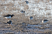 Filename=Bonte-strandloper-20171117g1280YSXX9954a.jpg
Filesize=1004KiB
Dimensions=1280x960
Date added=Nov 18, 2017 Bonte-strandloper-20171117g1280YSXX9954a.jpg