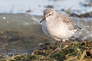 Filename=Bonte-strandloper-20190121g1280YSXX4357a.jpg
Filesize=889KiB
Dimensions=1280x960
Date added=Jan 22, 2019 Bonte-strandloper-20190121g1280YSXX4357a.jpg