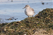 Filename=Bonte-strandloper-20190121g1280YSXX4364a.jpg
Filesize=768KiB
Dimensions=1280x960
Date added=Jan 22, 2019 Bonte-strandloper-20190121g1280YSXX4364a.jpg