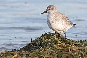 Filename=Bonte-strandloper-20190121g1280YSXX4369a.jpg
Filesize=783KiB
Dimensions=1280x960
Date added=Jan 22, 2019 Bonte-strandloper-20190121g1280YSXX4369a.jpg