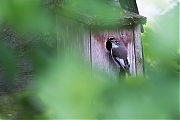 Filename=Bonte-vliegenvanger-20190428g12807X1A7381a.jpg
Filesize=718KiB
Dimensions=1280x960
Date added=Apr 28, 2019 Bonte-vliegenvanger-20190428g12807X1A7381a.jpg