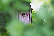 Filename=Bonte-vliegenvanger-20190428g12807X1A7385a.jpg
Filesize=636KiB
Dimensions=1280x960
Date added=Apr 28, 2019 Bonte-vliegenvanger-20190428g12807X1A7385a.jpg
