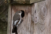 Filename=Bonte-vliegenvanger-20190430g12807X1A7403a.jpg
Filesize=972KiB
Dimensions=1280x960
Date added=Apr 30, 2019 Bonte-vliegenvanger-20190430g12807X1A7403a.jpg