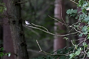 Filename=Bonte-vliegenvanger-20220521g14401A1A9607acrfb-Wittebrugstraat.jpg
Filesize=650KiB
Dimensions=1280x960
Date added=Sep 10, 2022 Bonte-vliegenvanger-20220521g14401A1A9607acrfb-Wittebrugstraat.jpg