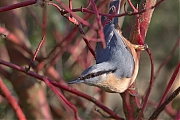Filename=Boomklever-20150117g12807X1A2555a.jpg
Filesize=749KiB
Dimensions=1280x960
Date added=Jan 17, 2015 Boomklever-20150117g12807X1A2555a.jpg