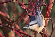 Filename=Boomklever-20150117g12807X1A2558a.jpg
Filesize=756KiB
Dimensions=1280x960
Date added=Jan 17, 2015 Boomklever-20150117g12807X1A2558a.jpg