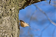 Filename=Boomklever-20150117g12807X1A2571a.jpg
Filesize=902KiB
Dimensions=1280x933
Date added=Jan 17, 2015 Boomklever-20150117g12807X1A2571a.jpg