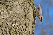 Filename=Boomklever-20150117g12807X1A2574a.jpg
Filesize=1086KiB
Dimensions=1280x960
Date added=Jan 17, 2015 Boomklever-20150117g12807X1A2574a.jpg