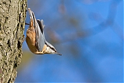 Filename=Boomklever-20150117g12807X1A2575a.jpg
Filesize=749KiB
Dimensions=1280x960
Date added=Jan 17, 2015 Boomklever-20150117g12807X1A2575a.jpg