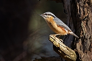 Boomklever-20250320g14401A1A4043acrfb-Oude-Buisse-Heide.jpg