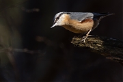 Boomklever-20250320g14401A1A4055acrfb-Oude-Buisse-Heide.jpg