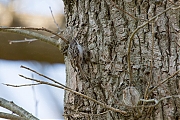 Filename=Boomkruiper-20190411g14407X1A7308a.jpg
Filesize=1025KiB
Dimensions=1280x960
Date added=Apr 13, 2019 Boomkruiper-20190411g14407X1A7308a.jpg