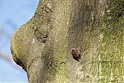 Boomkruiper-20250320g14401A1A4080atcrfb-Oude-Buisse-Heide.jpg