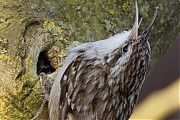 Boomkruiper-20250321g14401A1A4092avdcrfb-Tuin.jpg