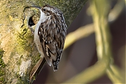 Boomkruiper-20250321g14401A1A4108avcrfb-Tuin.jpg