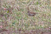 Boomleeuwerik-20200130g1280YSXX7072a-Arendonk.jpg